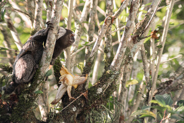 Common marmoset eating banana, Callithrix jaccus