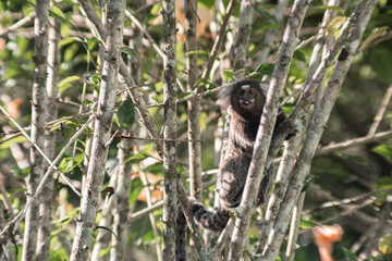 Fototapeta premium Common marmoset on a tree, Callithrix jaccus