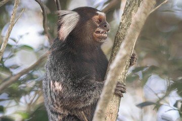 Common marmoset calling mate, exposing teeth, Callithrix jaccus