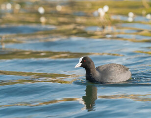  A common coot swimming on a lake in Maryland during the Spring