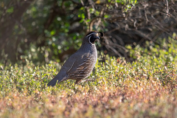 California Quail coming out of the bushes into the light.