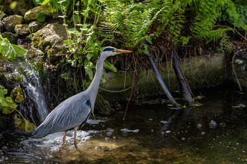 A Great heron is standing in a stream