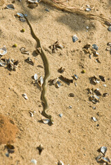 Aesculapian snake (Zamenis longissimus, Elaphe longissima) on sand-clay cliffs of Dnieper-Bug estuary. Northern Black Sea coast, steppe zone. Snake from emblem of medicine. Selective focus