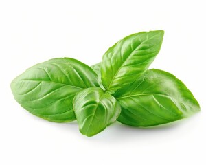 Basil Isolated. Fresh Green Herb Leaves on White Background
