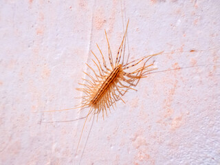 House centipede (Scutigera coleoptrata) kill prey by injecting venom, then eat them half-digested. Bullet predator, moving at speed of half meter per second. Synanthrope. 4 cm specimen from Crimea
