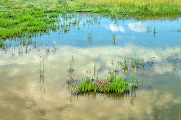 Birds of salty marshes. Helium. Black-winged stilt (Himantopus himantopus) nest between samphire (Salicornia), seapoa (Puccinellia), saltwort (Salsola) in very damp habitat. Steppe Black Sea region