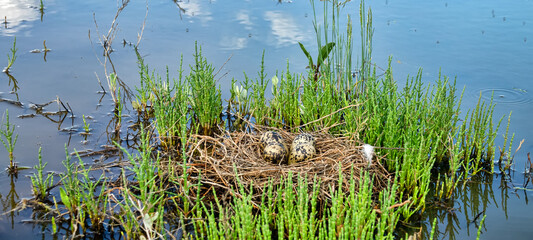 Birds of salty marshes. Helium. Black-winged stilt (Himantopus himantopus) nest between samphire (Salicornia), seapoa (Puccinellia), saltwort (Salsola) in very damp habitat. Steppe Black Sea region