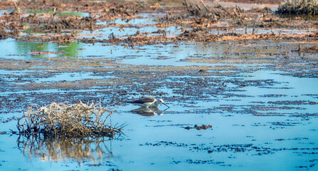 Black-winged stilts (Himantopus himantopus) as inhabitants of heavily polluted water bodies (sewage...