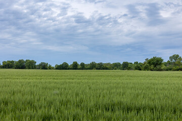 Obraz premium A field of winter wheat that is headed out with trees and storm clouds in the background. 