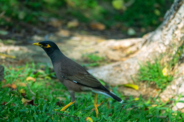 Indian myna (Acridotheres tristis) in Abu Dhabi