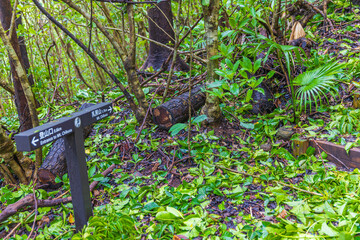 小笠原諸島・母島　乳房山の風景　
