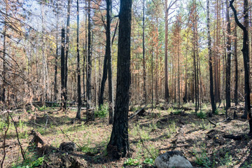 Fire-damaged forest, boreal forests. Burnt boreal forests. Wildfire low fire in a mixed forest with a predominance of pine