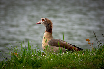 Nilgans