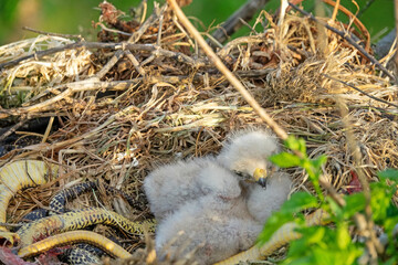 Long-legged buzzard (Buteo rufinus) nestlings are 5 days old, elder's eyes are open. Parents brought Balkan snake (Coluber jugularis) as food, feed chicks by tearing off small pieces of snake muscles
