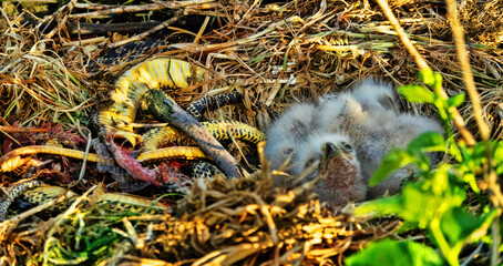 Long-legged buzzard (Buteo rufinus) nestlings are 5 days old, elder's eyes are open. Parents brought Balkan snake (Coluber jugularis) as food, feed chicks by tearing off small pieces of snake muscles