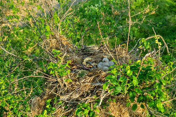 Fototapeta premium Long-legged buzzard (Buteo rufinus) nestlings are 5 days old, elder's eyes are open. Parents brought Balkan snake (Coluber jugularis) as food. View of nest and surroundings at Field elm (Ulmus). 