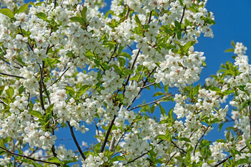 Steppe wild frutescent cherry (Prunus chamaecerasus, Cerasus fruticosa). Plot of forest-steppe,...