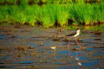 black-winged stilt in a typical habitat