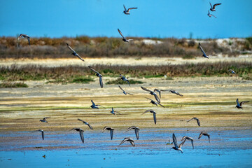 Seaside lagoons at water runoff in the hot summer period at noon. There is a hot haze over the water and sandy-muddy shoals (mudflats). Feeding place of migrating birds (arctic sandpipers). Wetlands