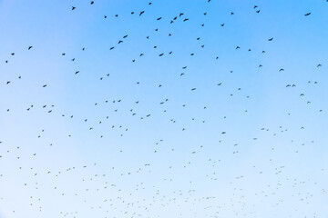 Sky and diffuse flock of birds. Uniform distribution sample, underdispersion