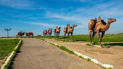Naklejka premium camels