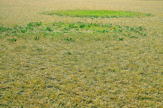 The salt-marsh dry steppe is heavily ravaged (excessive grazing) by cattle, overgrazed. In the top is a halophile, which is poorly eaten by cattle