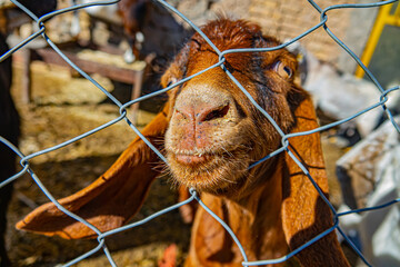 A cattle pen. Hungry multicolored goats put their muzzles through a lattice fence. Anglo-Nubian big-eared goats