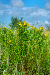 Common St.-John's wort (Hypericum perforatum) or Hypericum lydium in secondaries steppe. Kerch Peninsula, Crimea. Folk medicine plant
