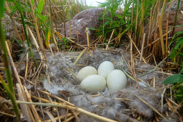 Time of birth. Greylag goose (Anser anser) eggs have hatched and in day chicks will be born. Crack in shell precedes cutting off infundibular part with help of egg tooth of embryo. Oology. Baltic sea