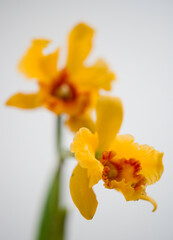 Orchidea, Orchid, Cattleya yellow red lip orchids or “queen of flowers” big showy bloom and...