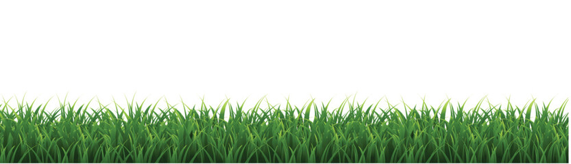 Fototapeta premium green grass background