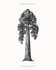 Sequoia in engraving style. Sequoia is the tallest tree on earth. Vintage botanical illustration on a light isolated background. Hand-drawn vector illustration.