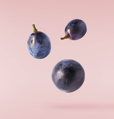 Fresh organic Blue Grape falling in the air isolated on pink background. Food levitation or zero gravity conception.