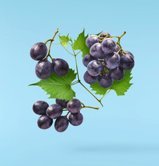 Fresh organic Blue Grape falling in the air isolated on blue background. Food levitation or zero...