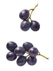 Fresh organic Blue Grape falling in the air isolated on white background. Food levitation or zero...