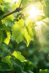 Fototapeta premium Grapevine Bathed in Sunlight, Harvest time, a stage in the wine-making process, les vendanges, grape harvesting, a seasonal job.