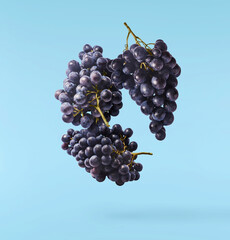 Fresh organic Blue Grape falling in the air isolated on blue background. Food levitation or zero gravity conception.