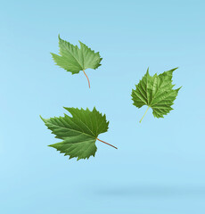 Fresh green grape leaves falling in the air isolated on blue background.