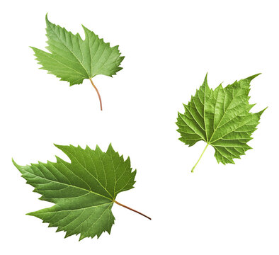 Fresh green grape leaves falling in the air isolated on white background.