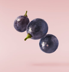 Fresh organic Blue Grape falling in the air isolated on pink background. Food levitation or zero...