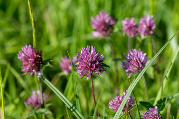 red clover
