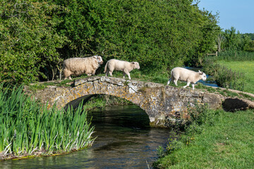 sheep and lambs