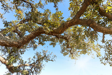 Old Cork oak tree (Quercus suber) in evening sun, Alentejo Portugal Europe