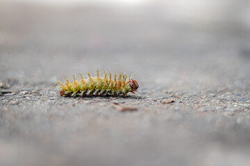 caterpillar on a branch