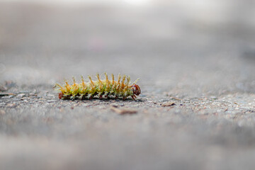 close up of a caterpillar