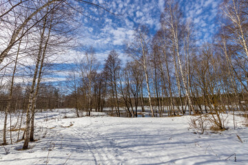 A serene winter scene in a forest with snow-covered ground, a path, and a mix of birch and evergreen trees under a blue sky with clouds