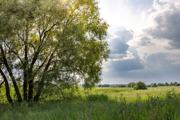 A single willow tree stands in a grassy field, its branches reaching towards a cloudy spring sky....
