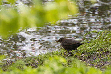 A blackbird on the shore of a lake