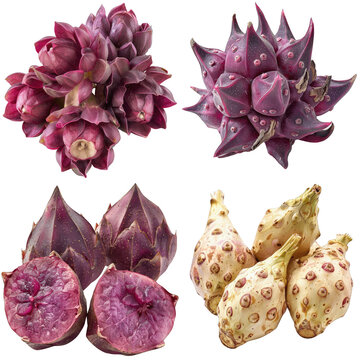 Photo of Caralluma herb, Asian herbs, isolated on transparent background.