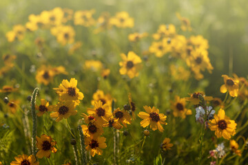 Yellow texas wildflower brown eyed susan